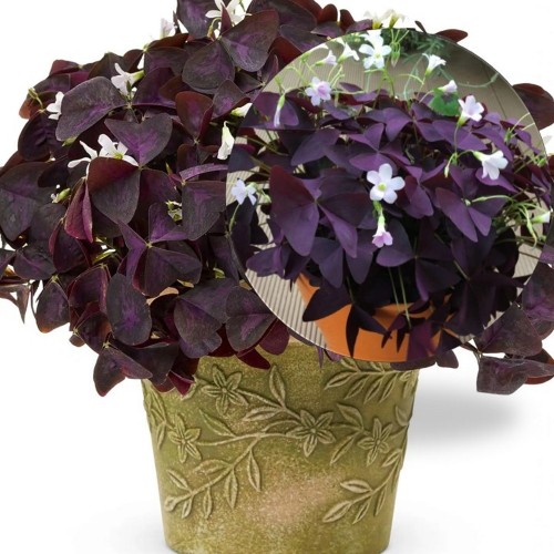 Oxalis triangularis 'Burgundy Wine' - Santa katariina jänesekapsas 'Burgundy Wine'